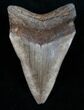 Light Colored Megalodon Tooth - Georgia #10979-1